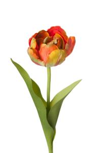 Tulipan - Oransje - 36 cm - www.frokenfraken.se