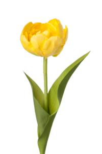 Tulipan - Gul - 36 cm - www.frokenfraken.se