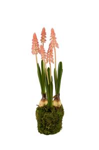 Perlehyacint - Rosa - 25 cm - www.frokenfraken.se
