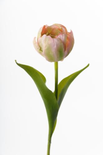Tulipan - Rosa - 36 cm - www.frokenfraken.se