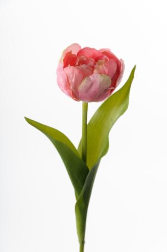 Tulipan - Rosa - 36 cm - www.frokenfraken.se