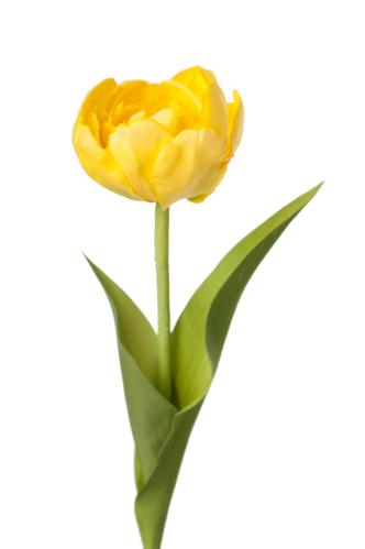 Tulipan - Gul - 36 cm - www.frokenfraken.se