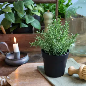 Rosmarin i potte – 24 cm - www.frokenfraken.se