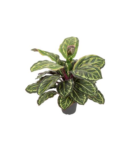 Maranta - Grønn - 48 cm - www.frokenfraken.se