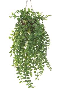Pilea - Grønn - 52 cm - www.frokenfraken.se