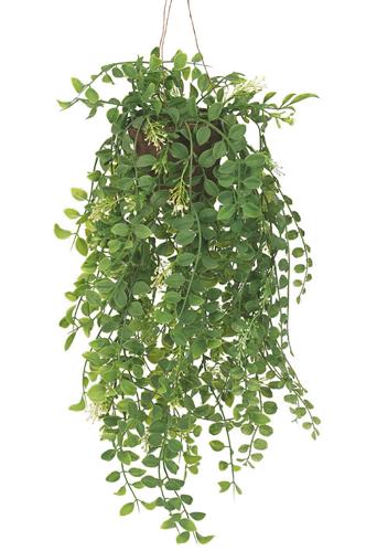 Pilea - Grønn - 52 cm - www.frokenfraken.se