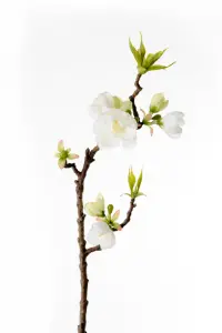 Epleblomst - Hvit - 40 cm - www.frokenfraken.se