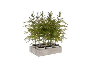 Gran - Grønn - 45 cm - www.frokenfraken.se