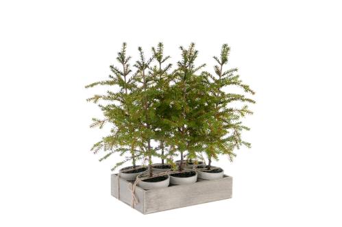 Gran - Grønn - 45 cm - www.frokenfraken.se