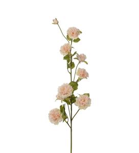 Klatrerose - Fersken - 85 cm - www.frokenfraken.se