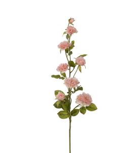 Klatrerose - Rosa - 85 cm - www.frokenfraken.se