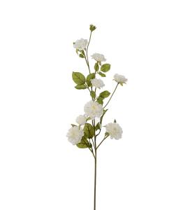 Klatrerose - Hvit - 85 cm - www.frokenfraken.se