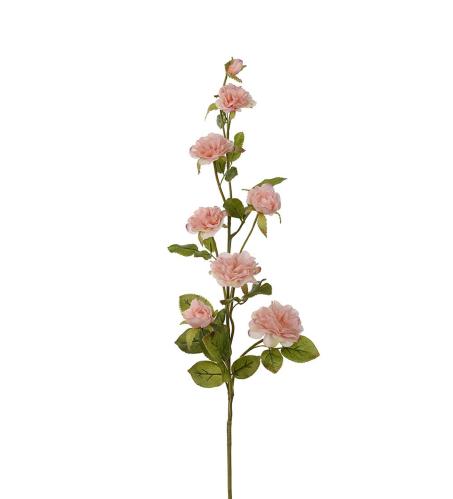 Klatrerose - Rosa - 85 cm - www.frokenfraken.se
