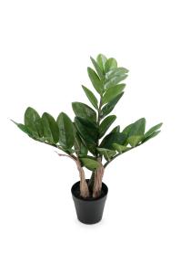 Zamifolia - Grønn - 45 cm - www.frokenfraken.se