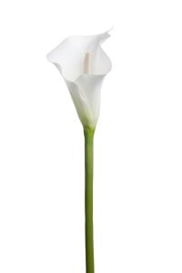 Calla - Hvit - 80 cm - www.frokenfraken.se