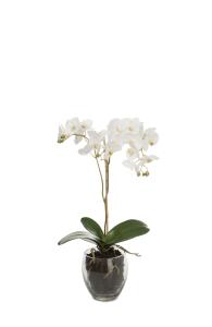 Phalaenopsis - Hvit - 65 cm - www.frokenfraken.se