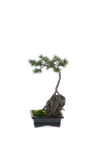 Bonsai - Grønn - 35 cm - www.frokenfraken.se