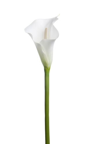 Calla - Hvit - 80 cm - www.frokenfraken.se