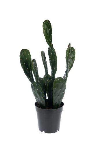 Kaktus - Grønn - 50 cm - www.frokenfraken.se