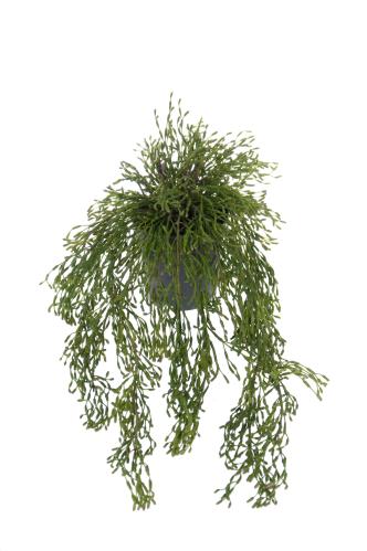 Rhipsalis - Grønn - 65 cm - www.frokenfraken.se