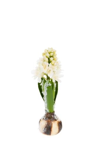 Hyasint - Hvit - 20 cm - www.frokenfraken.se