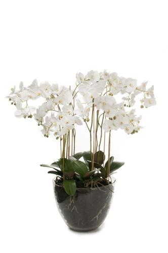 Phalaenopsis - Hvit - 90 cm - www.frokenfraken.se