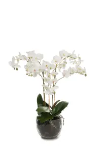 Phalaenopsis - Hvit - 70 cm - www.frokenfraken.se