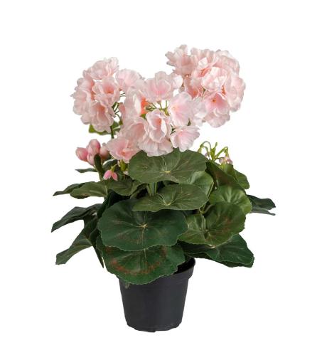 Pelargon - Lysrosa - 35 cm - www.frokenfraken.se