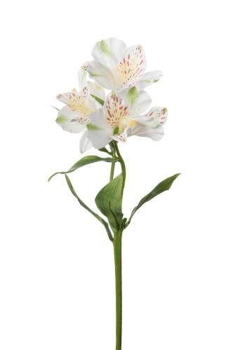 Alstromeria - Hvit - 34 cm - www.frokenfraken.se