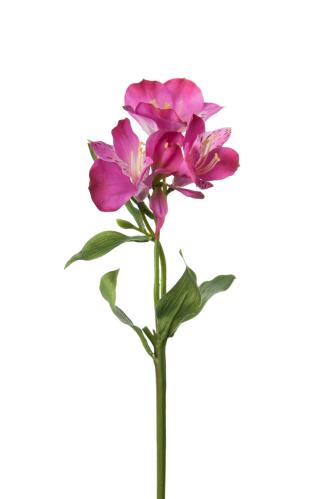 Alstromeria - Lilla - 34 cm - www.frokenfraken.se