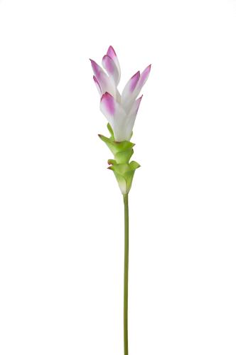Curcuma - Lilla - 75 cm - www.frokenfraken.se