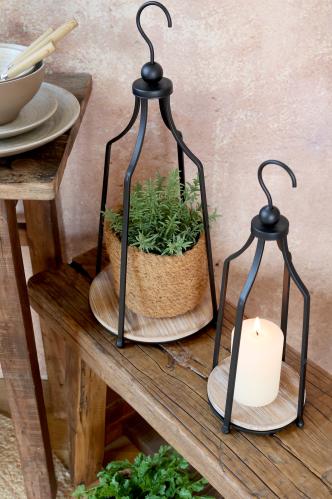 Rosmarin i potte – 24 cm - www.frokenfraken.se