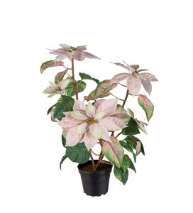 Høststjerne i potte - Rosa - 45 cm - www.frokenfraken.se