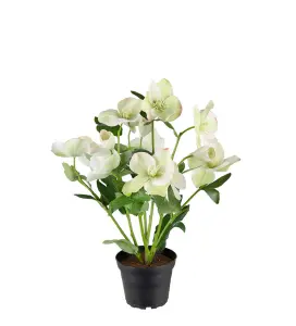 Helleborus i krukke - Grønn - 35 cm - www.frokenfraken.se