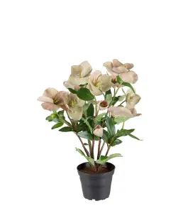 Helleborus i krukke - Grønn - 35 cm - www.frokenfraken.se