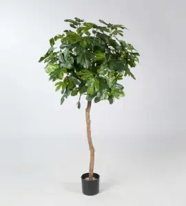 Fikontræd - Konstvæxt - 140 cm - www.frokenfraken.se