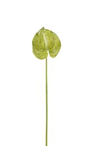 Anthurium - Grønn - 40 cm - www.frokenfraken.se