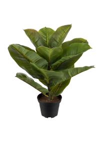 Ficus Robusta - Grønn - 30 cm - www.frokenfraken.se