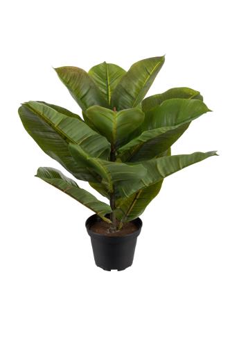 Ficus Robusta - Grønn - 30 cm - www.frokenfraken.se