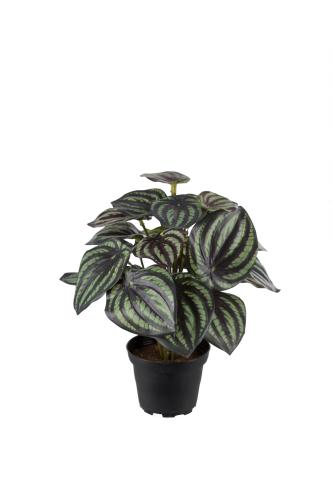 Peperomia - Grønn - 25 cm - www.frokenfraken.se