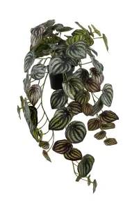 Peperomia - Grønn - 20 cm - www.frokenfraken.se