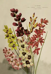 Plakat – Blomster – 35 x 50 cm - www.frokenfraken.se