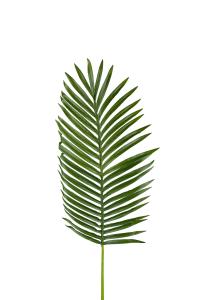 Palmeblad - Grønn - 115 cm - www.frokenfraken.se