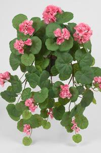 Hengende Geranium - Rosa - www.frokenfraken.se
