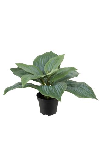 Hosta - Grønn - 20 cm - www.frokenfraken.se