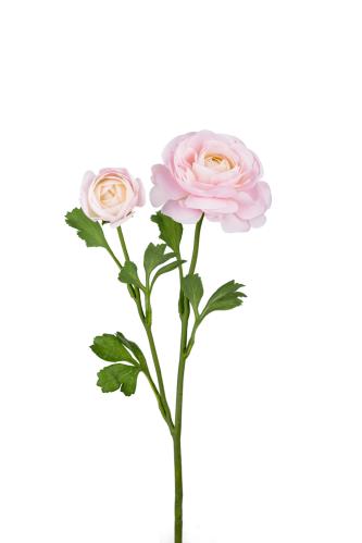 Ranunculus - Rosa - 45 cm - www.frokenfraken.se