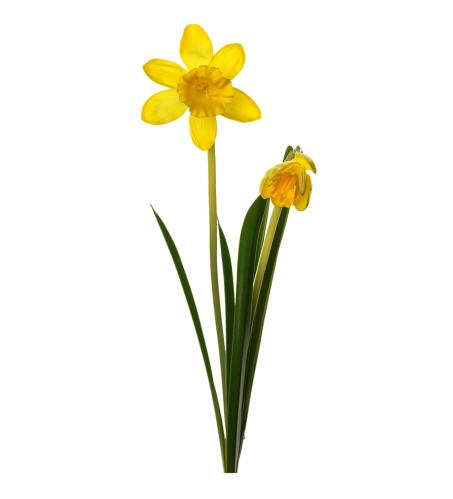 Påskelilje - Gul - 50 cm - www.frokenfraken.se