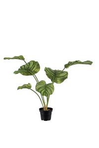 Calathea - Grønn - 55 cm - www.frokenfraken.se