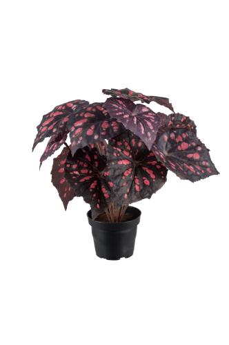 Rexbegonia - Rød - 30 cm - www.frokenfraken.se
