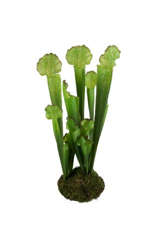 Flugtrumpet - Grønn - 28 cm - www.frokenfraken.se